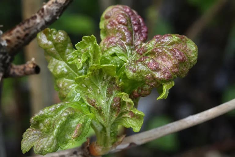 Currant Aphid