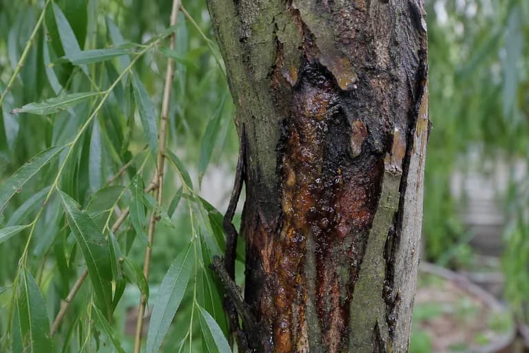 Cytospora Canker