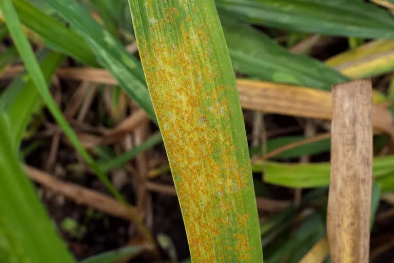 Daylily Rust