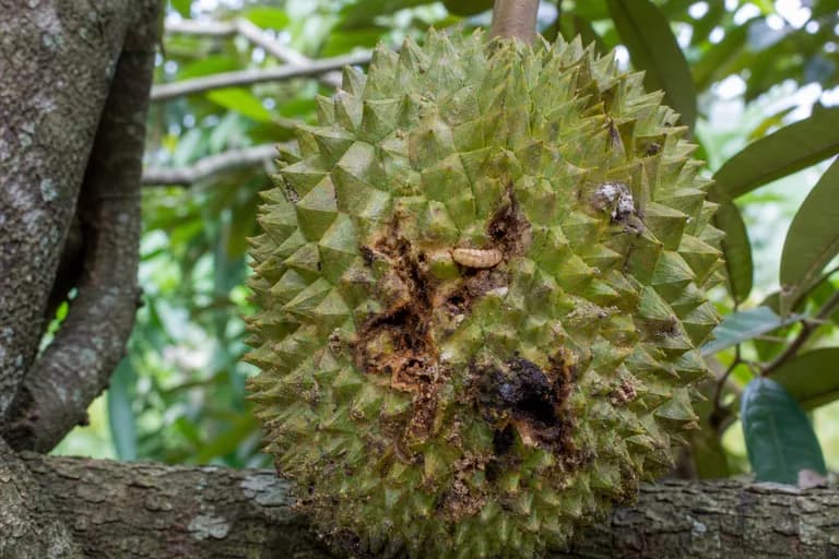Barrenador del fruto del durián