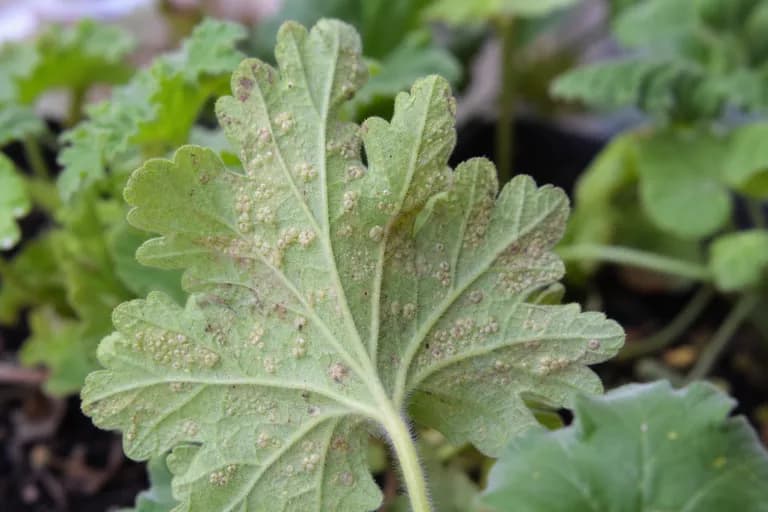 Edema foliar