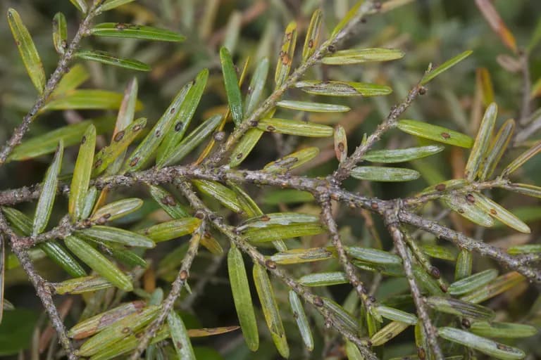 Cochinilla alargada del hemlock