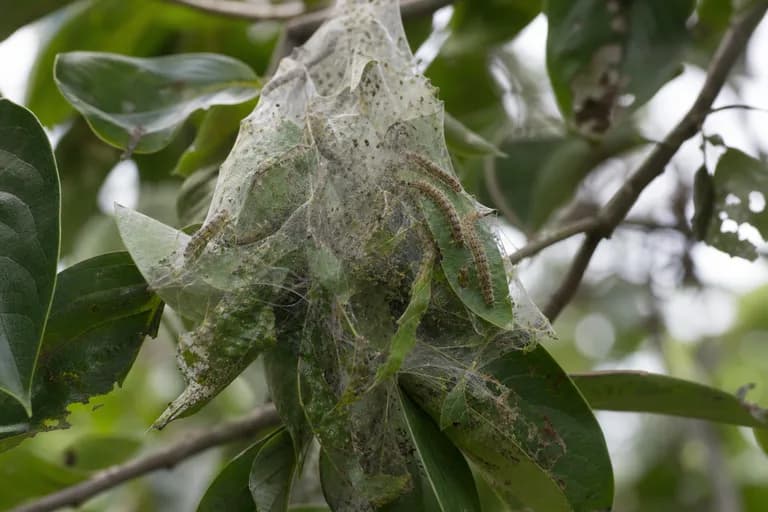 Oruga tejedora de otoño