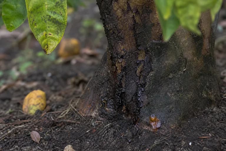 Gomosis del Pie (Phytophthora)