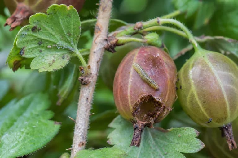Gusano del fruto de la grosella