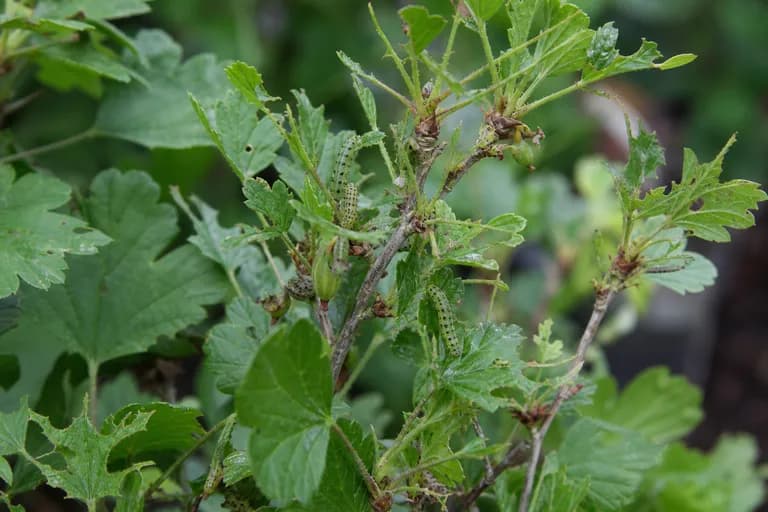 Gooseberry Sawfly