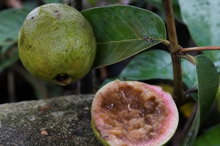 Mosca de la Fruta del Guayabo