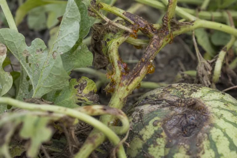 Pulgón del melón