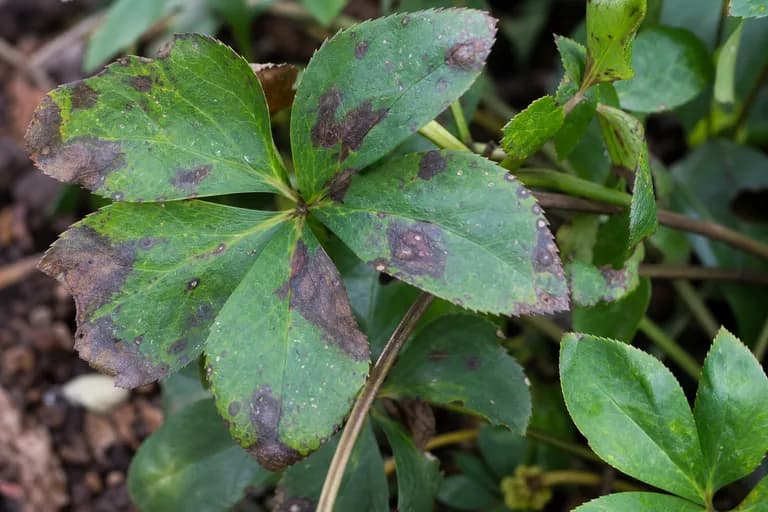 Hellebore Leaf Spot