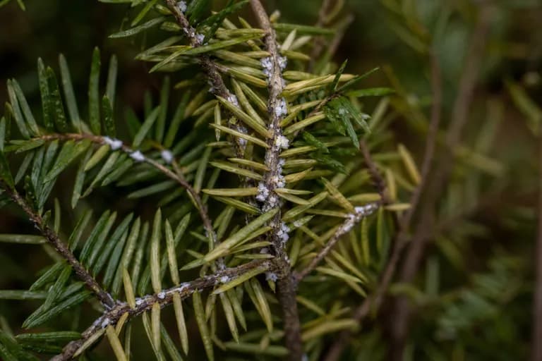 Adelgido lanoso del hemlock