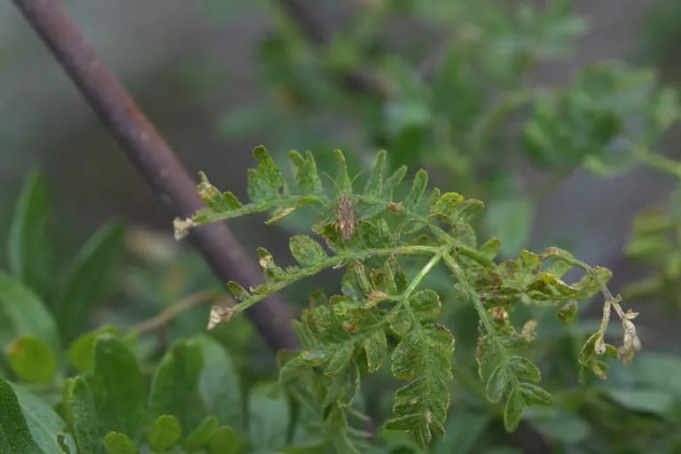 Chinche de la Acacia de Tres Espinas