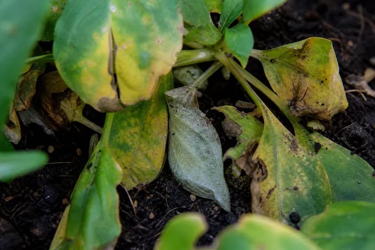Impatiens Downy Mildew