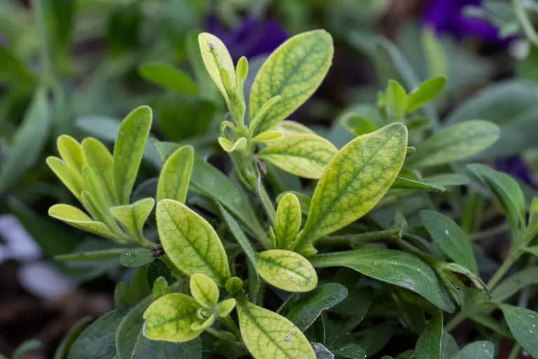 Iron Chlorosis