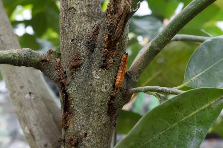 Jackfruit Borer