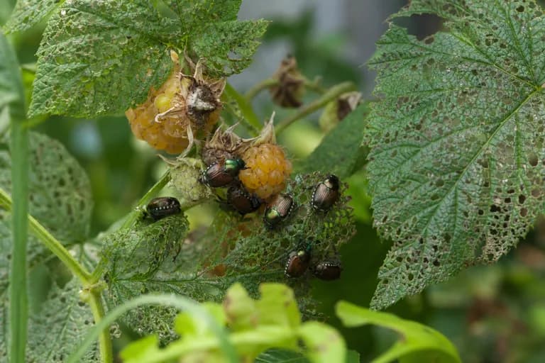 Japanese Beetle