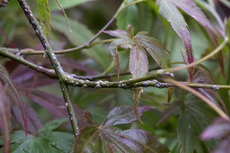 Japanese Maple Scale