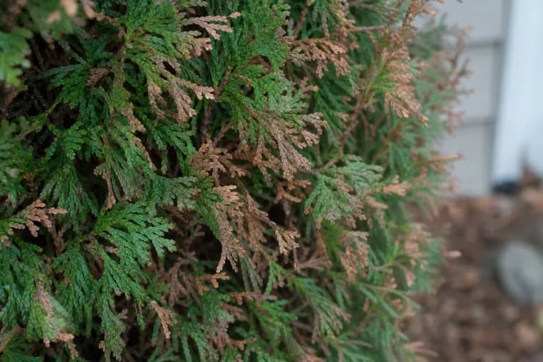 Tizón Foliar (Didymascella)