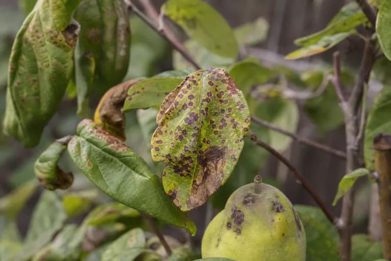 Tizón foliar (Fabraea)