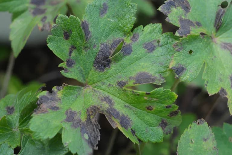 Mancha foliar (Ramularia)