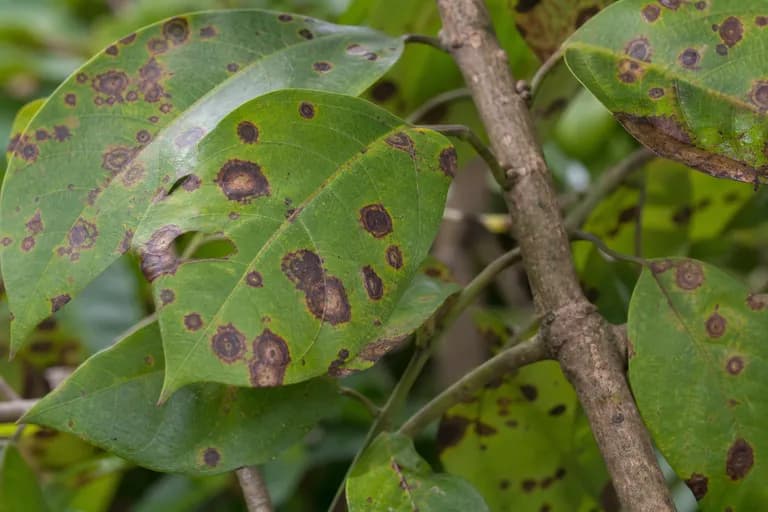 Mancha foliar (Colletotrichum)