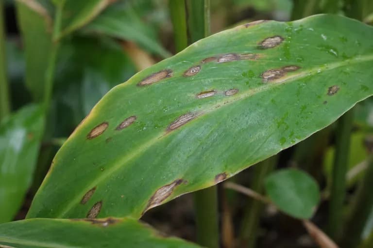 Mancha foliar (Phyllosticta)