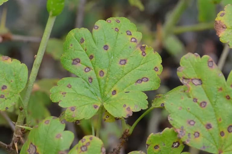 Leaf Spot (Septoria)