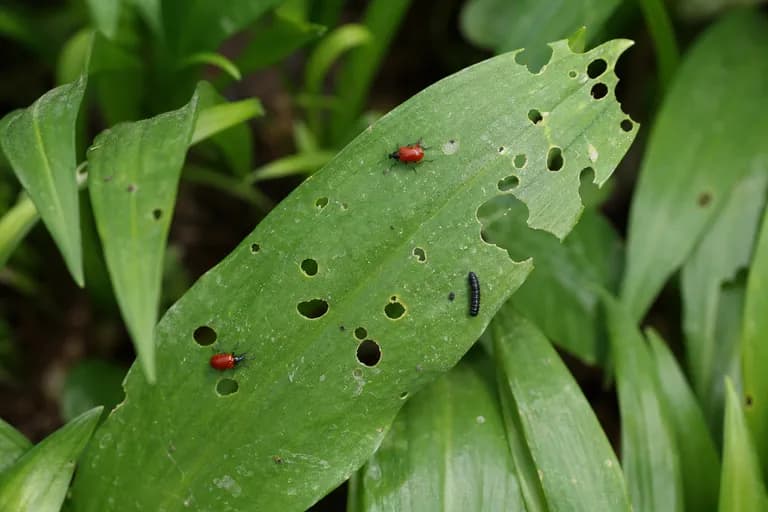 Lilienhähnchen