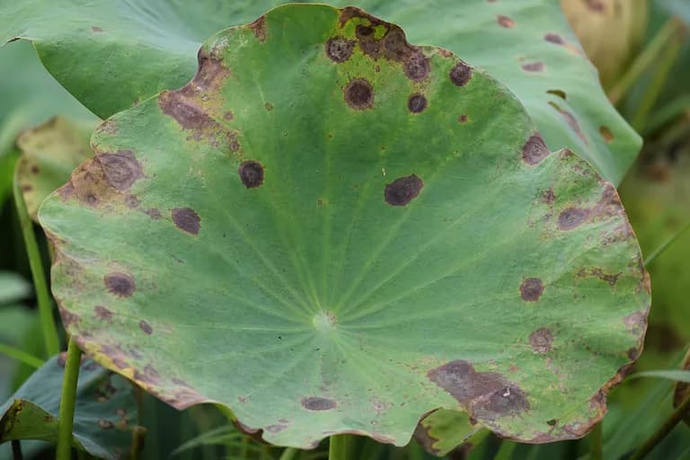 Lotus Leaf Spot