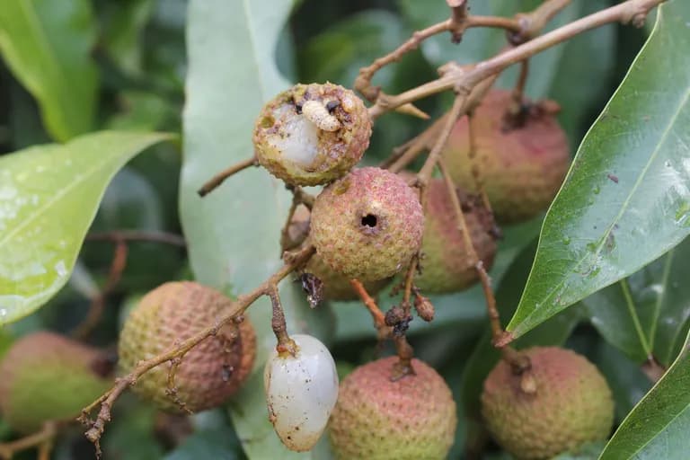 Barrenador del fruto del lichi