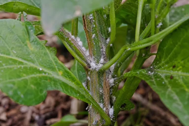 Mealybugs