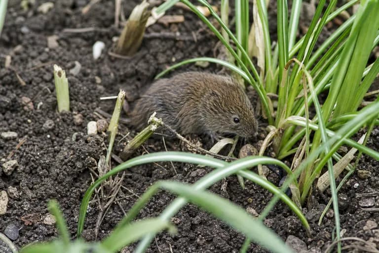 Ratones y topillos