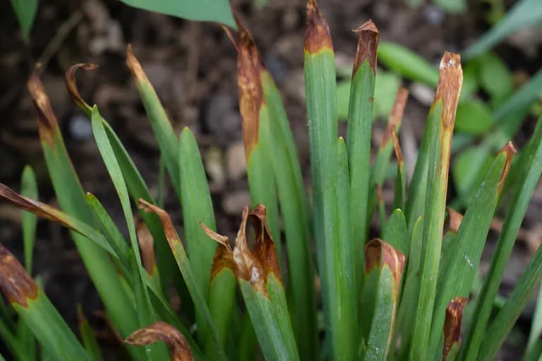 Quemado foliar del narciso