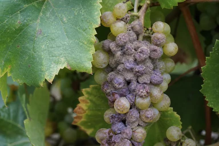 Podredumbre noble (Botrytis cinerea)