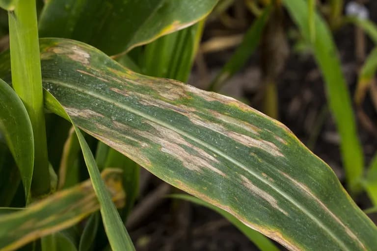 Tizón foliar norteño del maíz