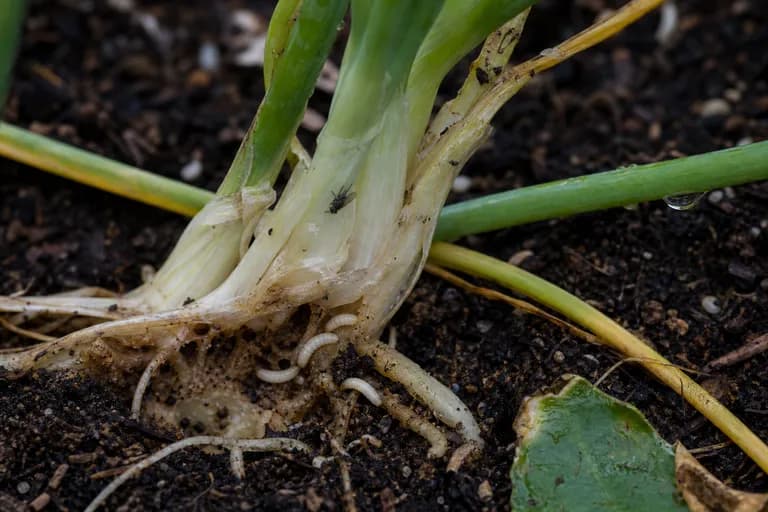 Onion Fly