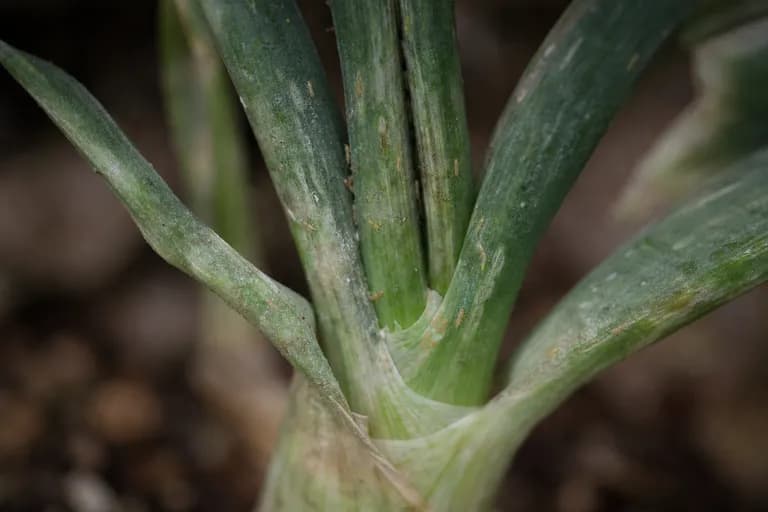 Onion Thrips