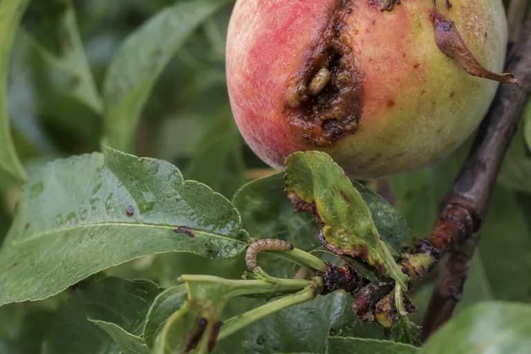 Polilla oriental de la fruta