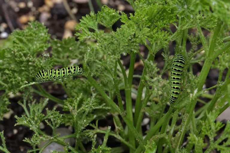 Oruga del Perejil (Larva de la Mariposa Cola de Golondrina)