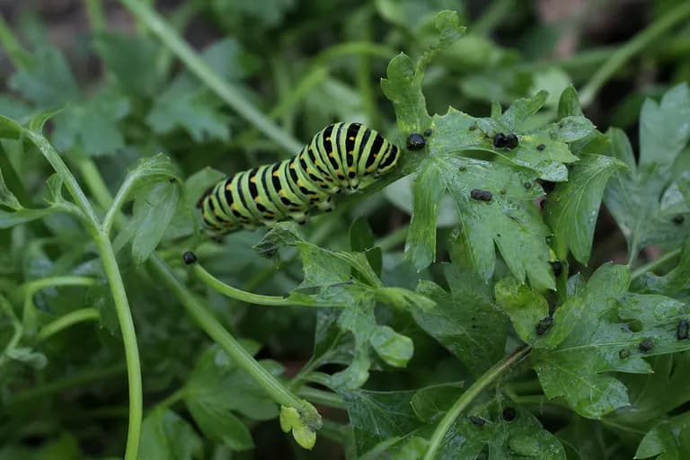 Oruga de la mariposa cola de golondrina negra