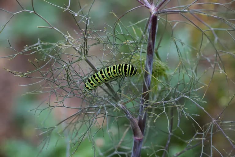 Petersilienwurm (Schwalbenschwanz-Raupe)