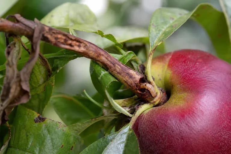 Peach Twig Borer