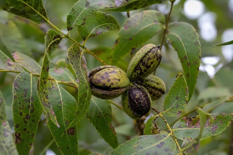 Pecan Scab