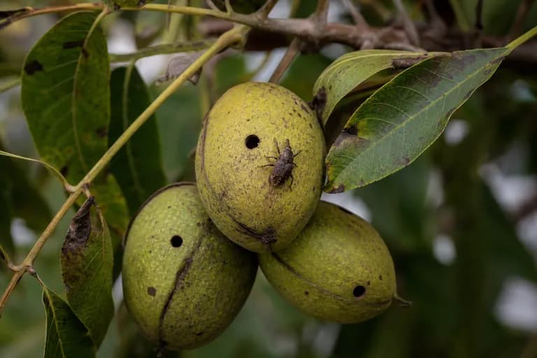 Pecan Weevil