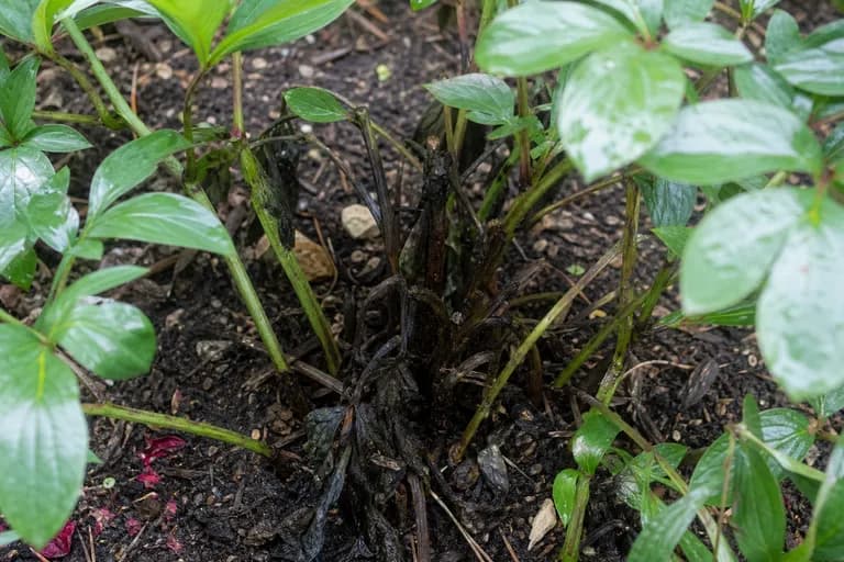 Marchitez de peonía (Phytophthora)