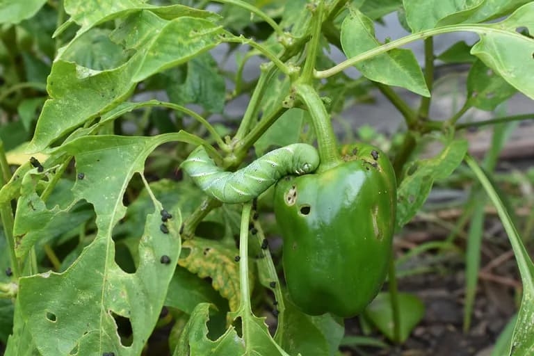 Pepper Hornworm