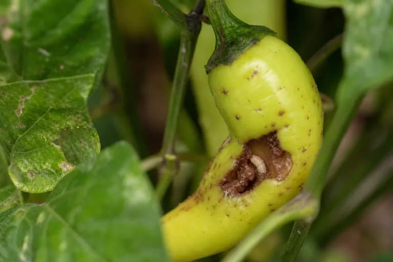 Pepper Maggots
