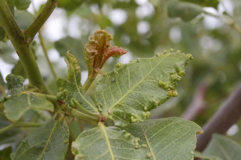 Pistachio Psyllid