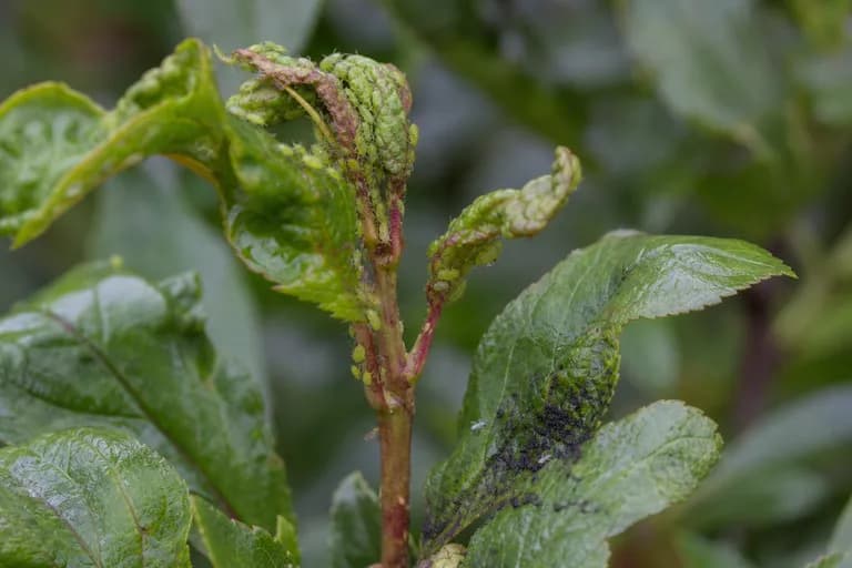 Plum Aphid