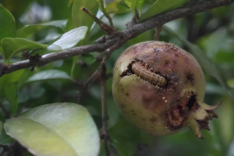 Mariposa del Granado