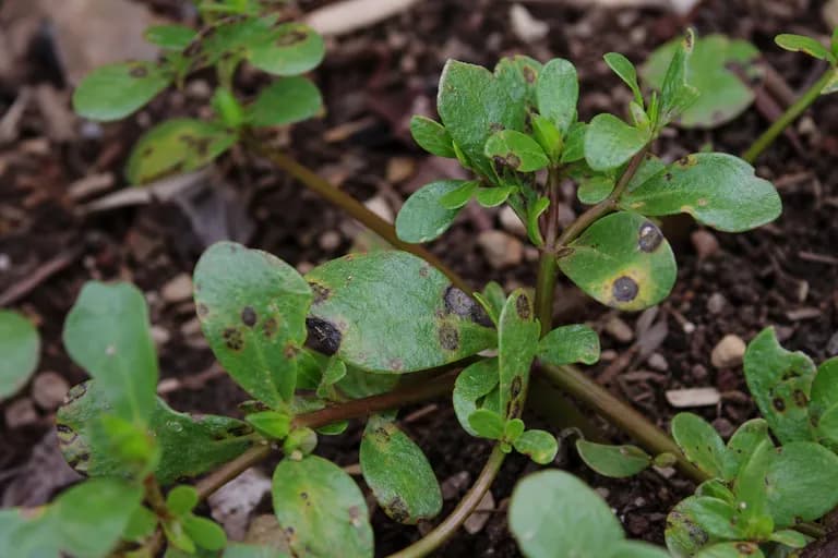 Mancha foliar de Portulaca
